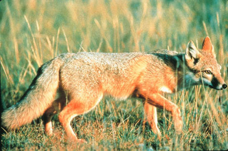 Vulpes velox